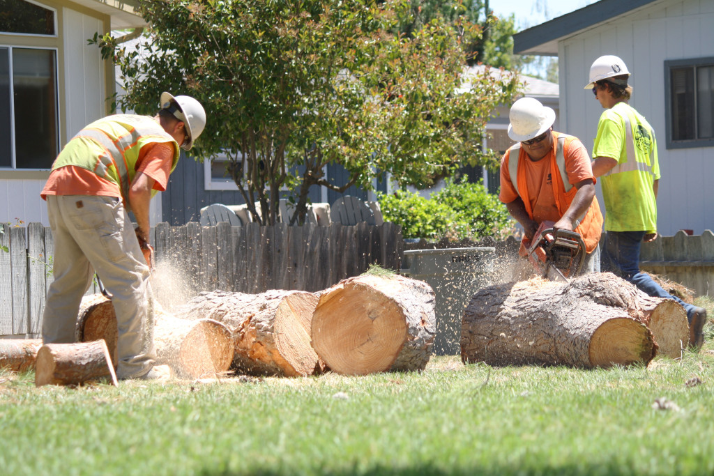 diseased pine removal