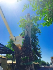 sycamore tree removal